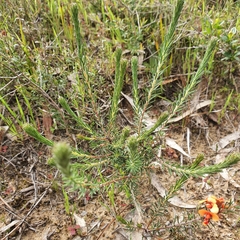 Dillwynia sericea
