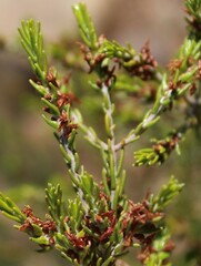 Passerina obtusifolia