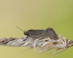 Leistomorpha brontoscopa