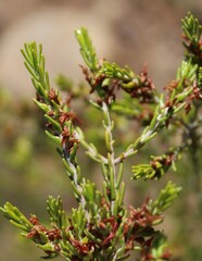 Passerina obtusifolia