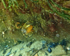 Hippocampus abdominalis