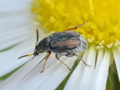 Acanthoscelidina
