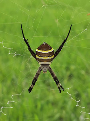 Argiope amoena