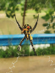 Argiope amoena