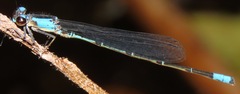Oxyagrion ablutum