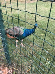 Pavo