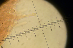 Leccinellum crocipodium