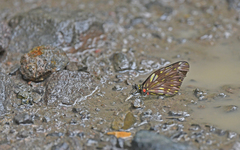 Catasticta ctemene