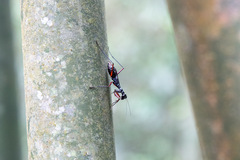 Tricondylomimus