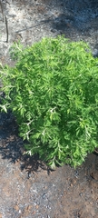 Artemisia afra
