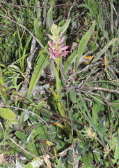 Anacamptis coriophora