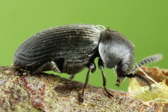Xyletinus hanseni