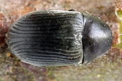 Xyletinus hanseni