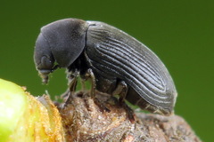 Xyletinus hanseni