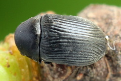 Xyletinus hanseni