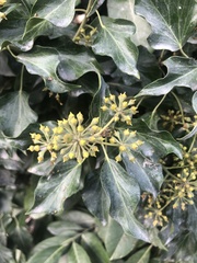 Hedera helix
