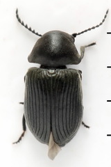 Xyletinus hanseni
