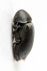 Xyletinus hanseni