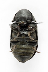 Xyletinus hanseni