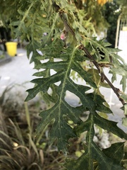 Quercus cerris