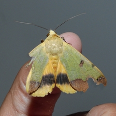 Ophiusa tirhaca