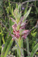 Anacamptis coriophora