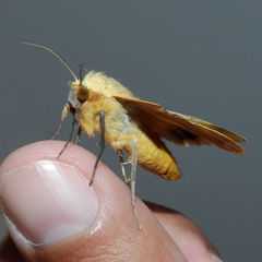 Ophiusa tirhaca