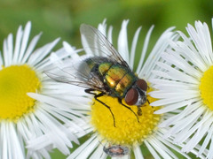 Lucilia