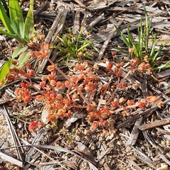 Crassula decumbens