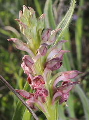 Anacamptis coriophora