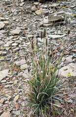 Fingerhuthia africana