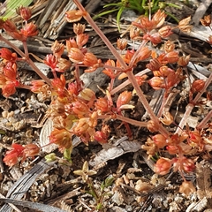 Crassula decumbens