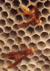 Polistes cavapyta