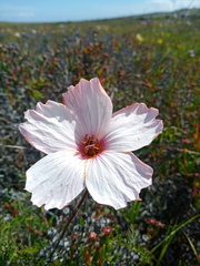 Monsonia speciosa
