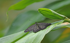 Catasticta ctemene rubricata