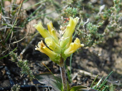 Lachenalia orchioides