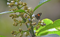 Catasticta ctemene