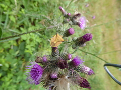 Carpocoris fuscispinus