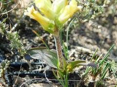 Lachenalia orchioides