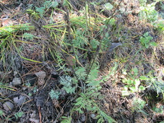 Oxytropis strobilacea