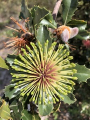 Banksia ilicifolia