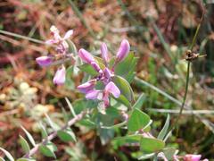 Polygala fruticosa