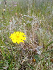 Leysera gnaphalodes