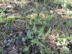 Oxytropis strobilacea