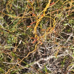 Cassytha pubescens