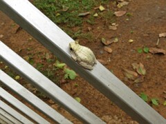 Hyperolius marmoratus