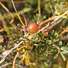 Cassytha pubescens