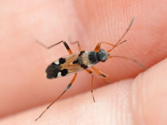 Beosus quadripunctatus