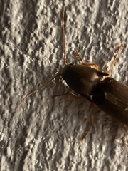 Elateridae