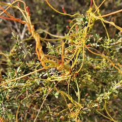 Cassytha pubescens